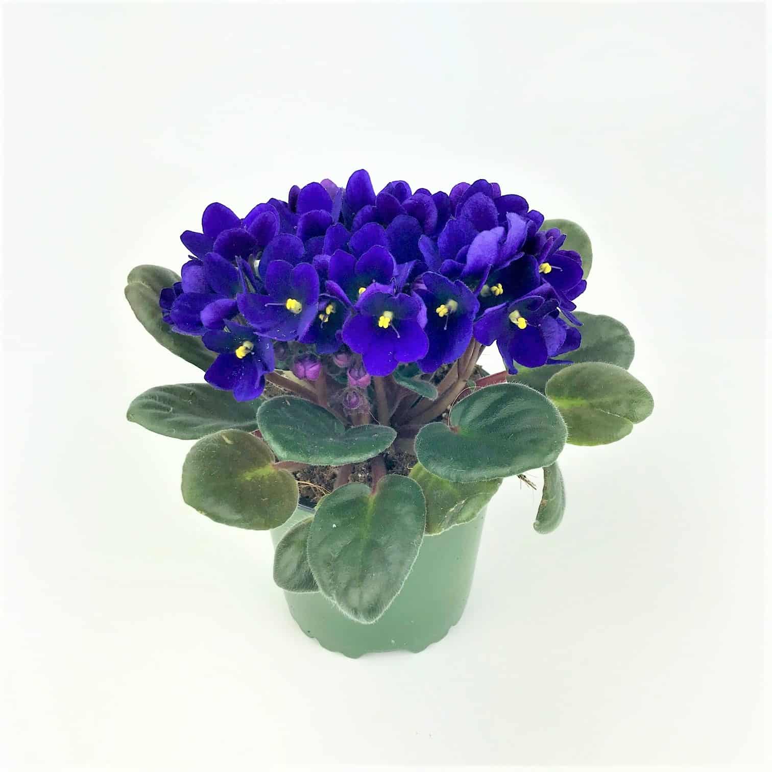 african violet plants for sale near me
