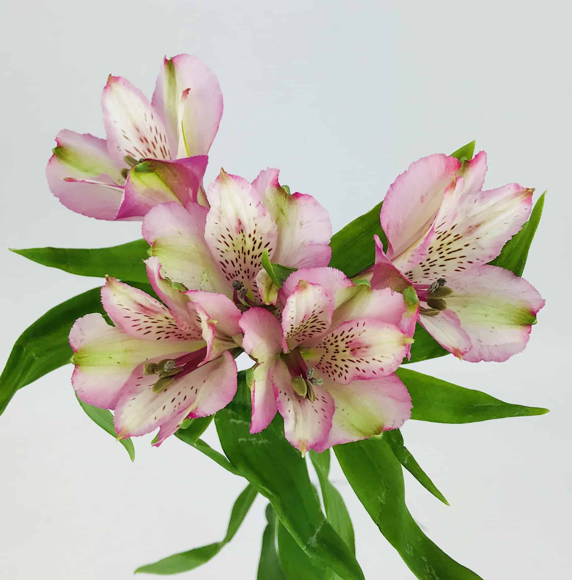 3 Satin Ribbon - Light Pink - Wholesale Bulk Flowers - Cascade Floral