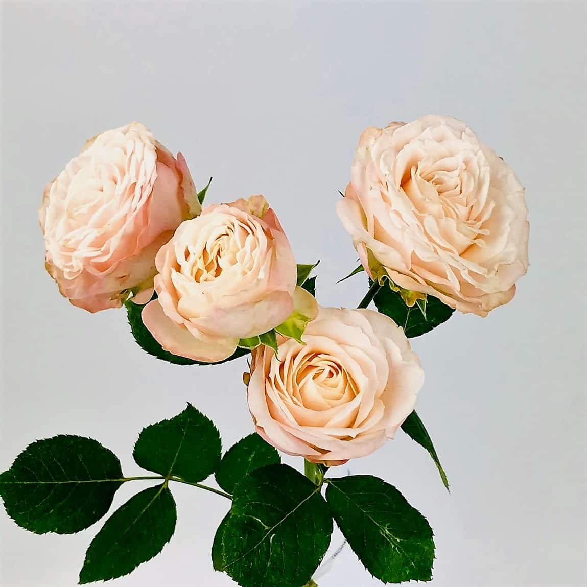 blush garden roses