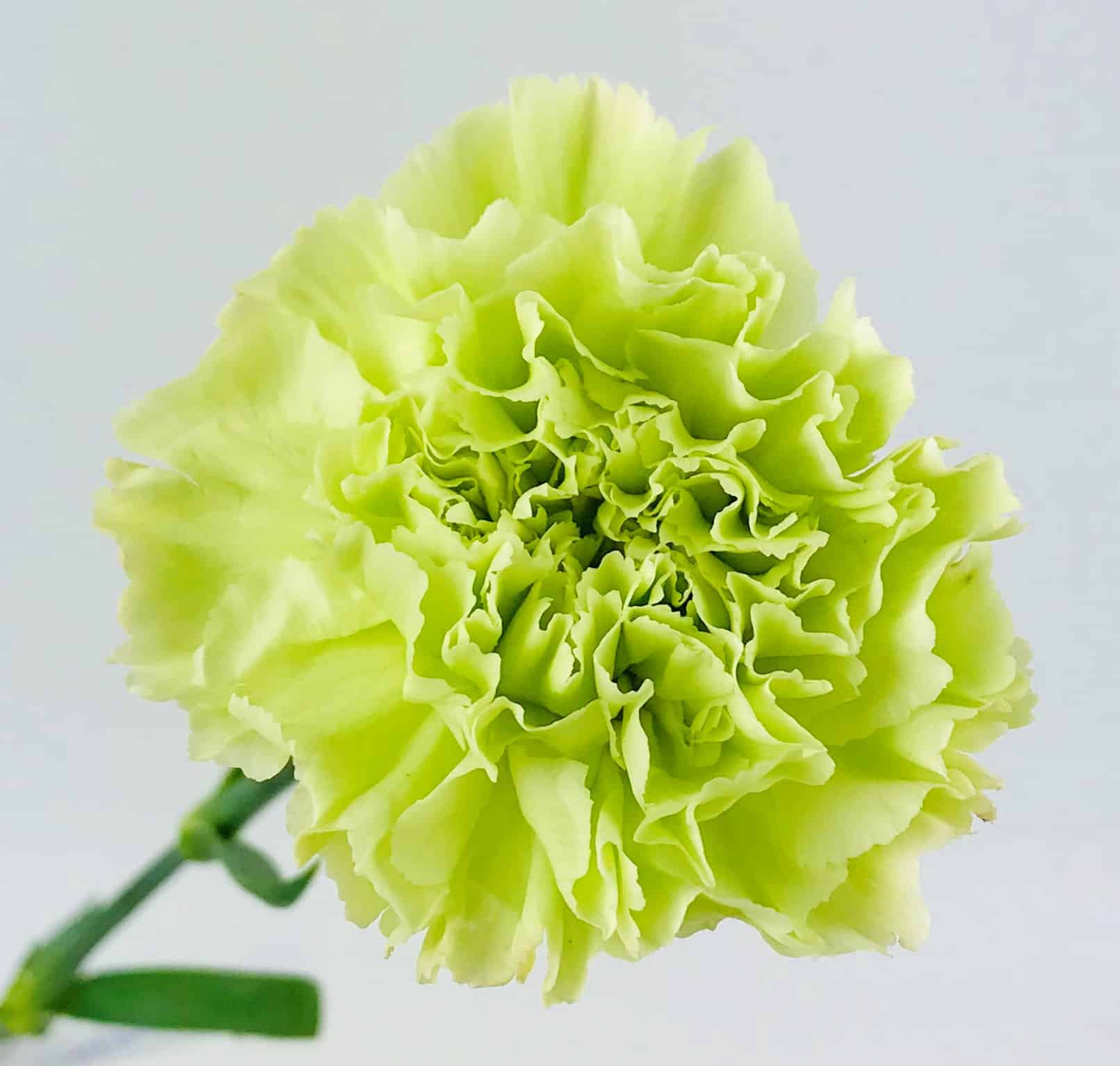 green carnation flower