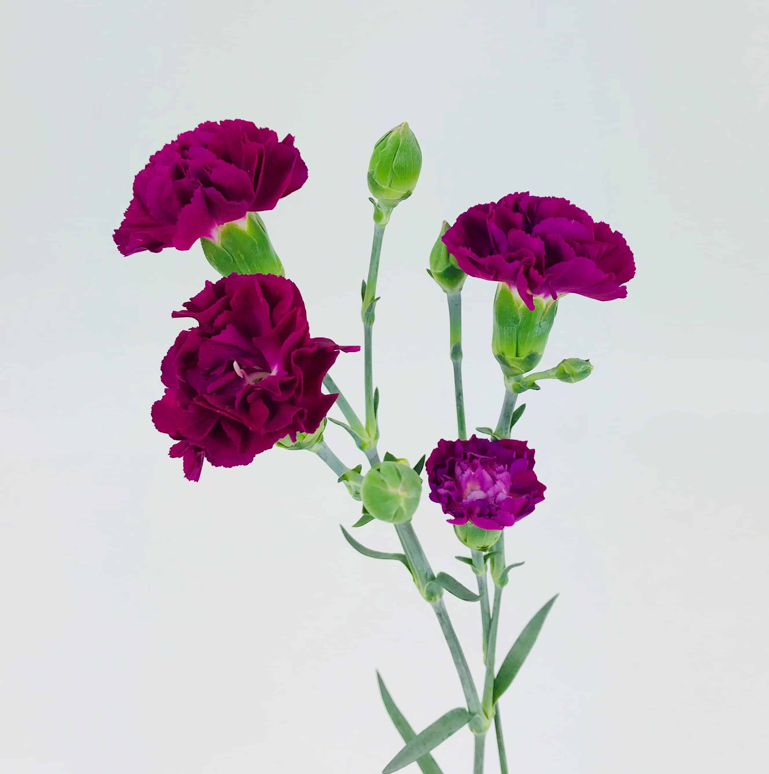 Carnation Mini Dark Lavender Wholesale Bulk Flowers Cascade Floral