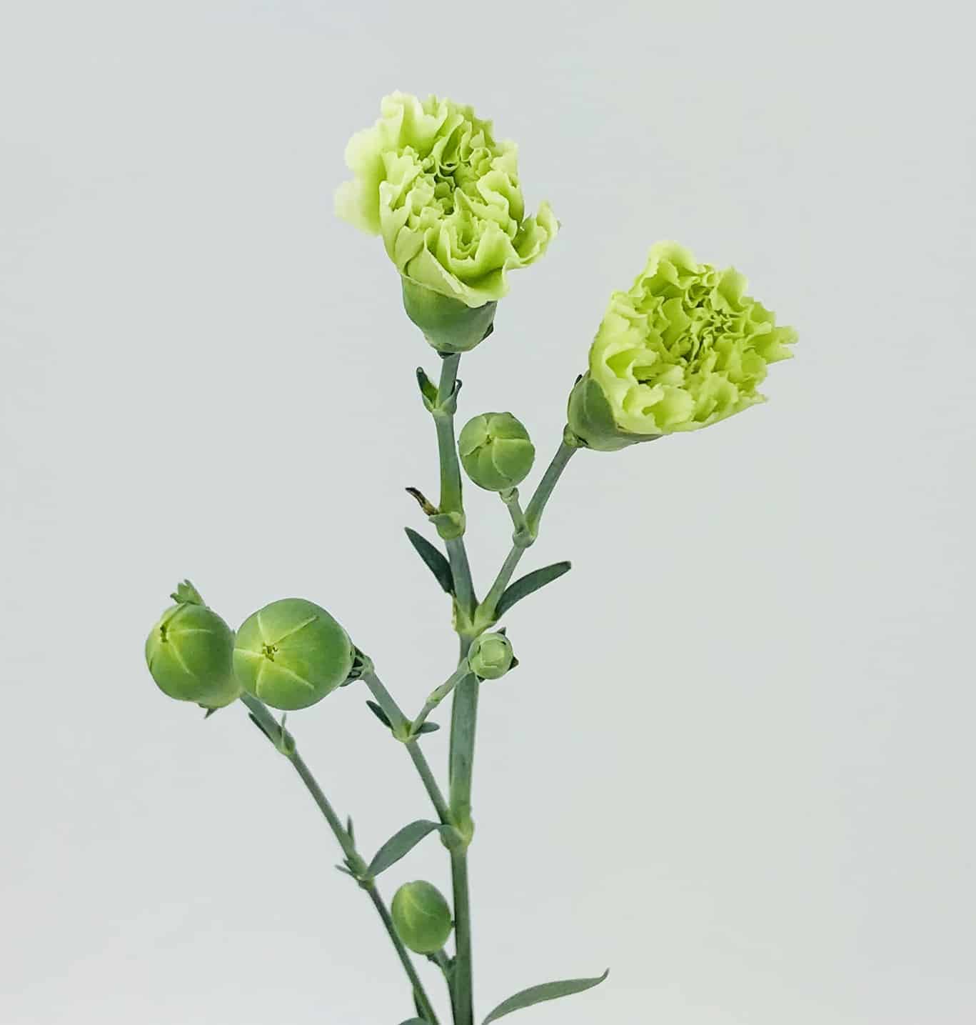 Green Carnation Flower 350 stems