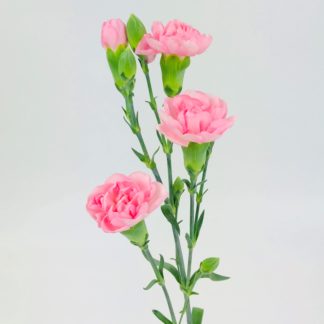 Spray Rose - Blush Pink - Wholesale Bulk Flowers - Cascade Floral