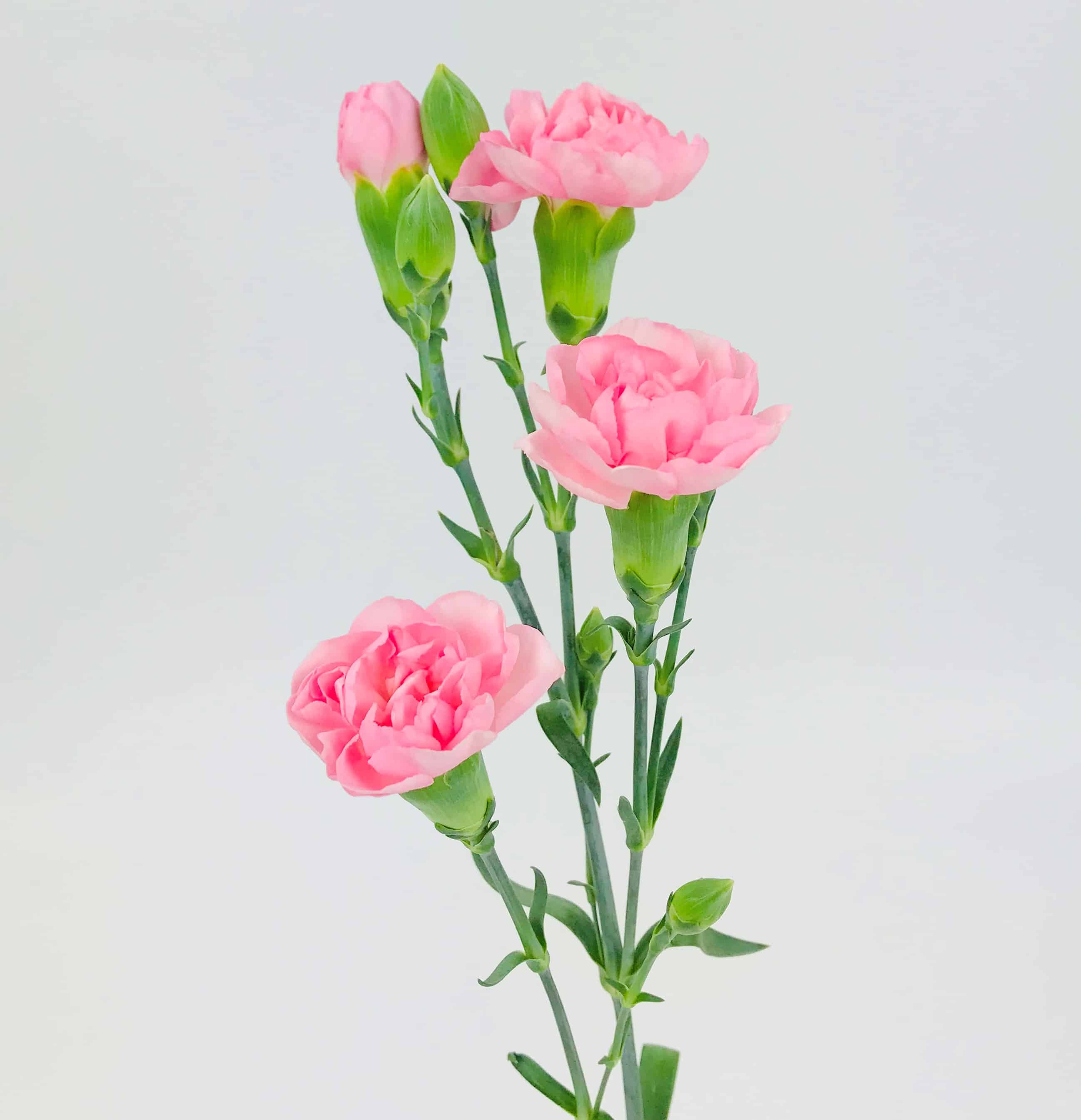 Loose Stem Pink Mini Carnation