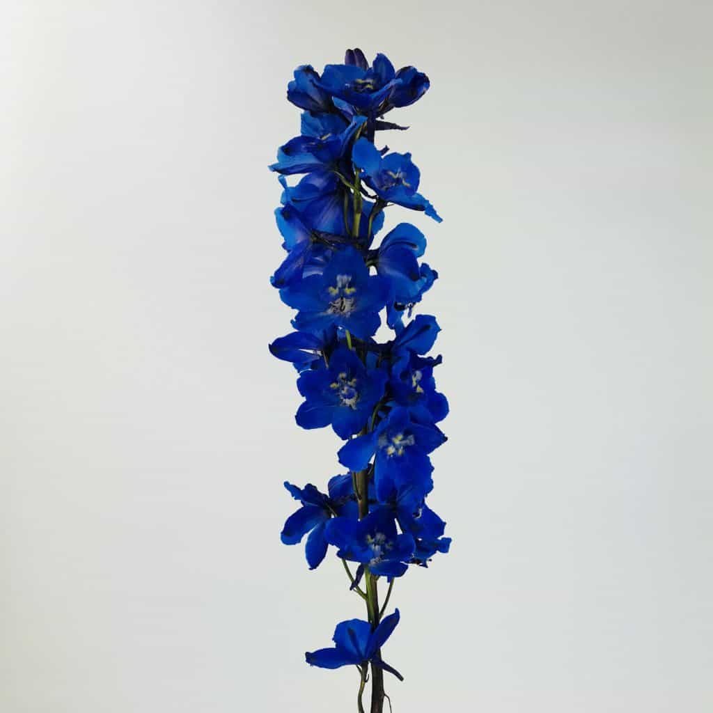 DELPHINIUM - DARK BLUE - Wholesale Bulk Flowers - Cascade Floral