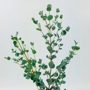Bulk Greenery Delivery - Wholesale Greens by Cascade Floral Wholesale