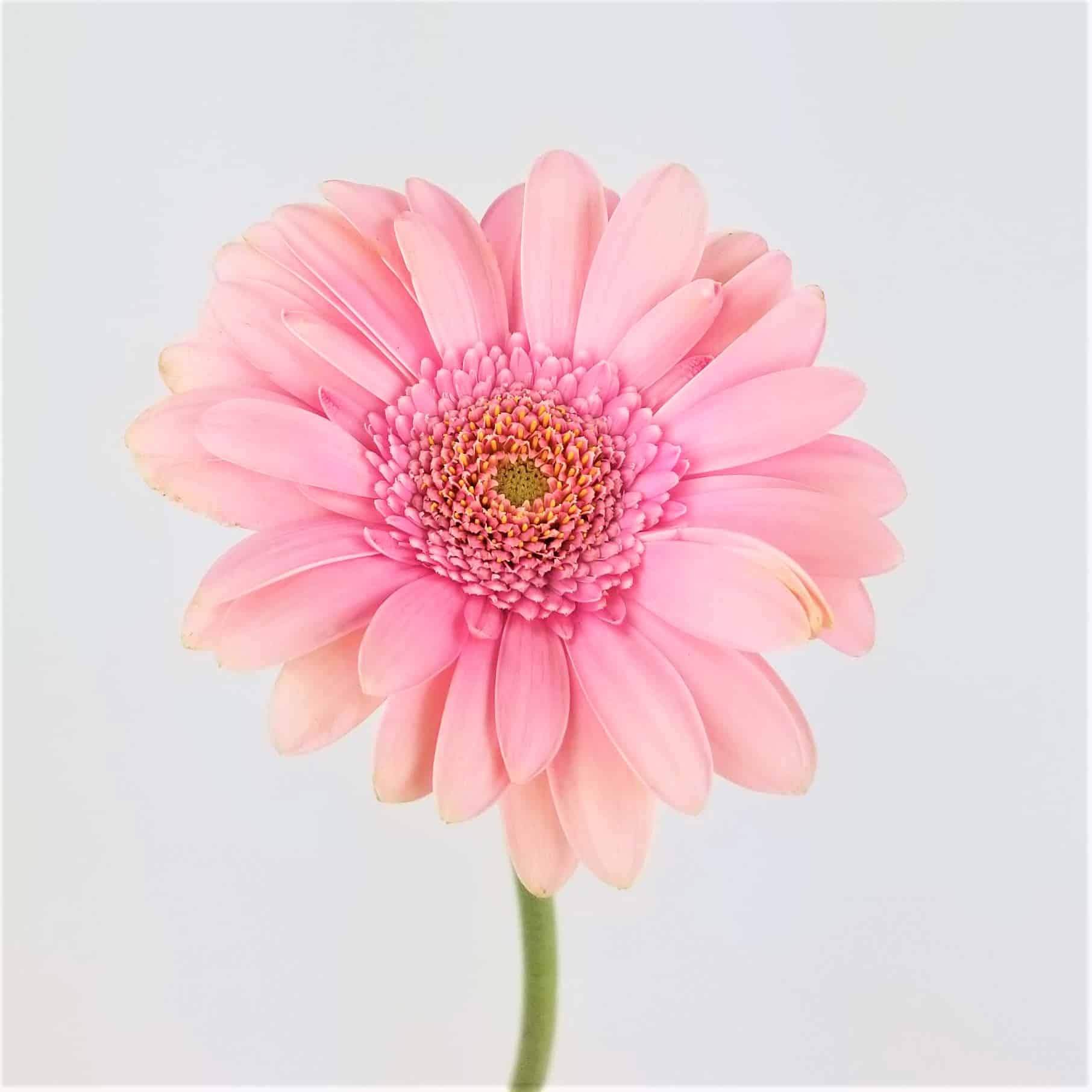 GERBERA DAISY- MINI LIGHT PINK - Wholesale Bulk Flowers - Cascade Floral