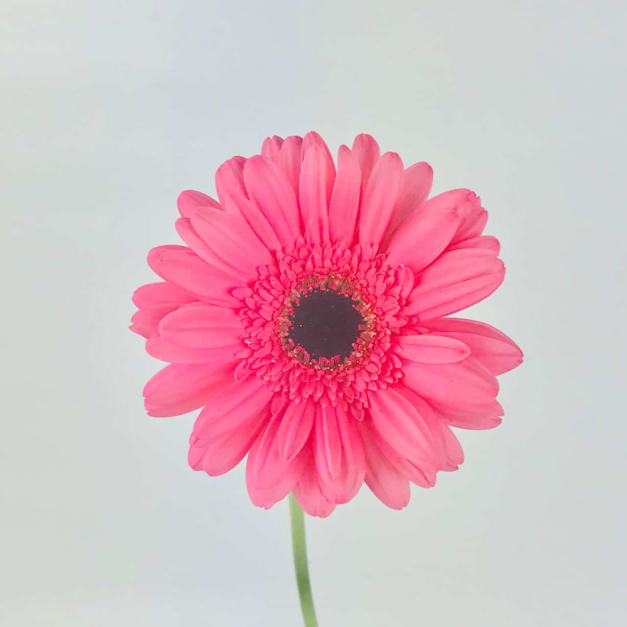 Fake Gerbera Daisy Flowers - Choose artificial flowers, the new ...