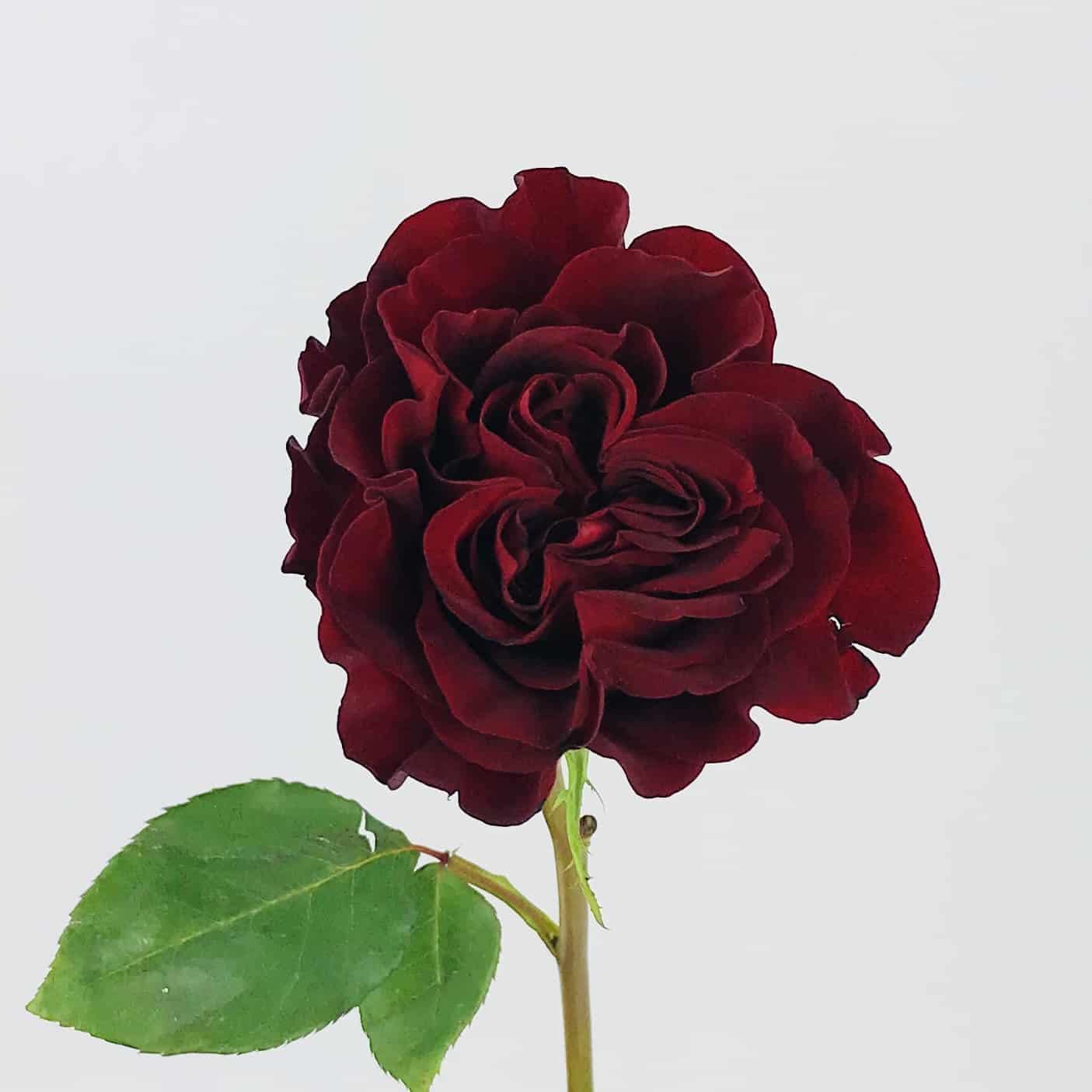 Download Hearts Garden Rose - Wholesale Bulk Flowers - Cascade Floral