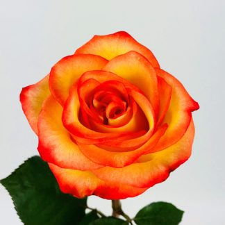 HIGH AND MAGIC ROSE - 50CM - Wholesale Flowers - Cascade Floral