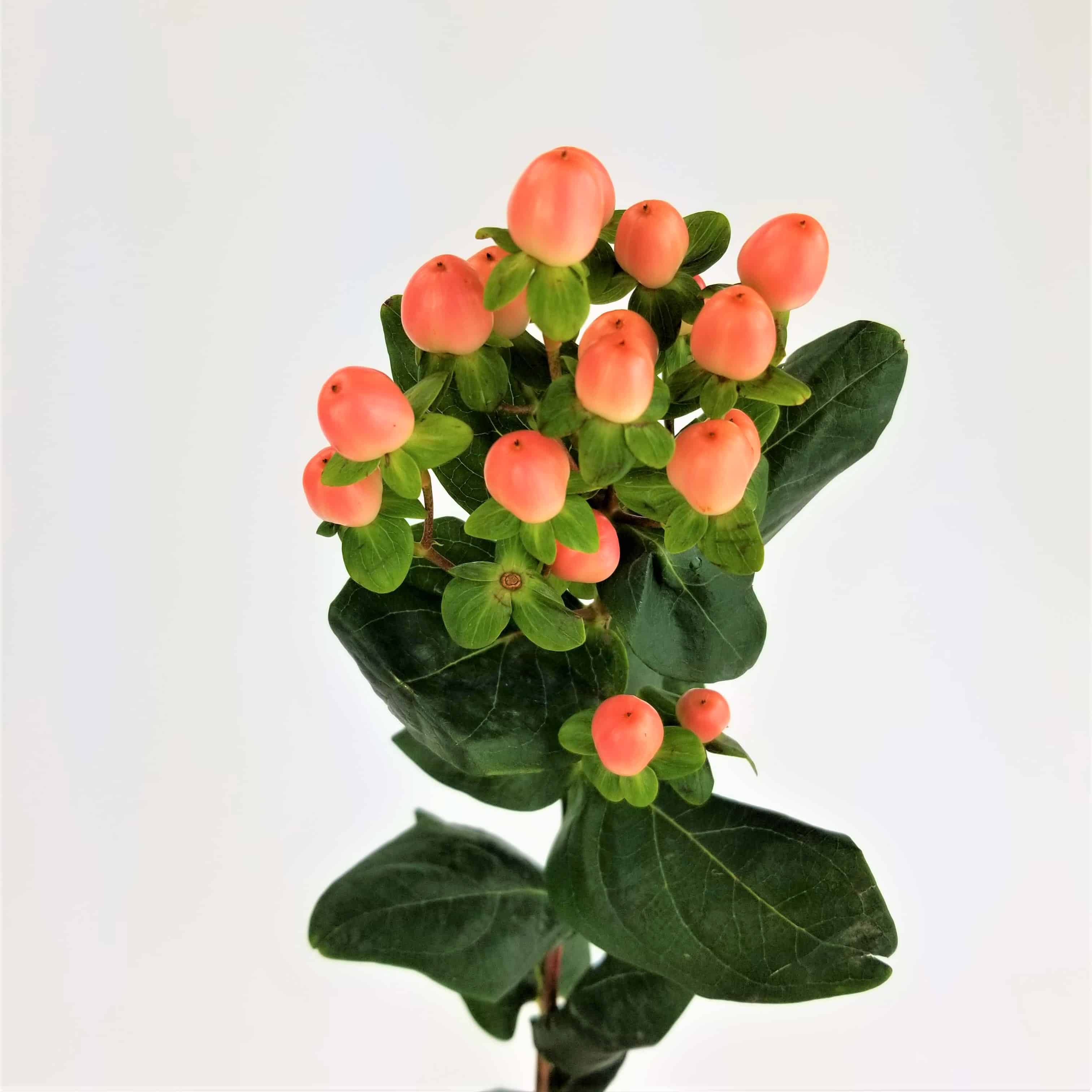 Peach Hypericum Berries, DIY Wedding Flowers