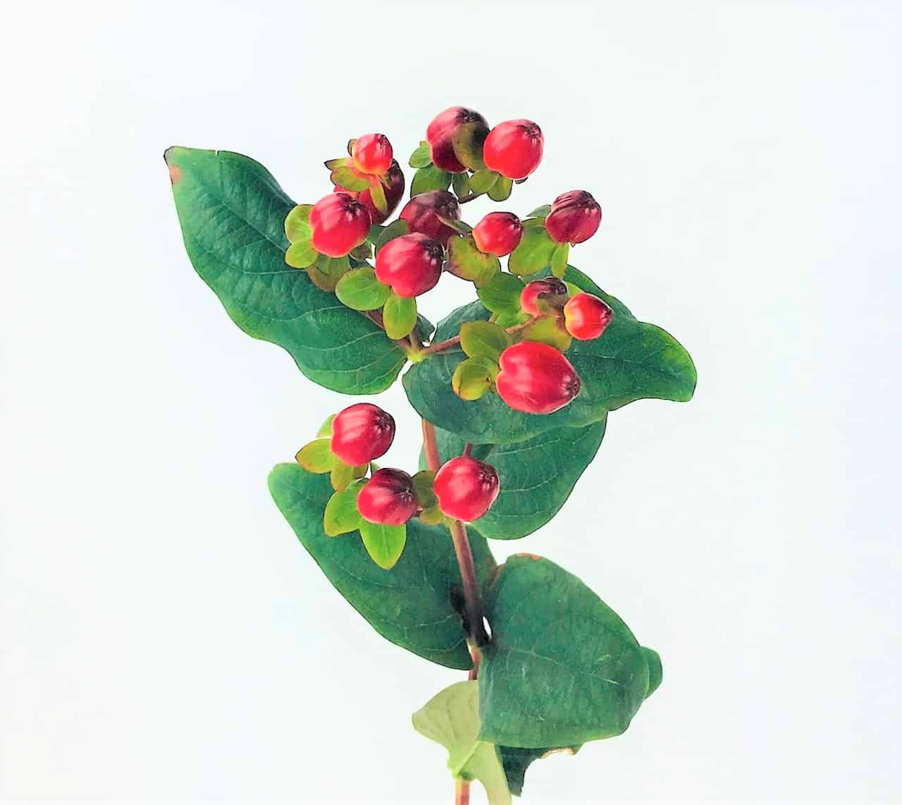Hypericum Berry Information, Hypericum Cut Flower
