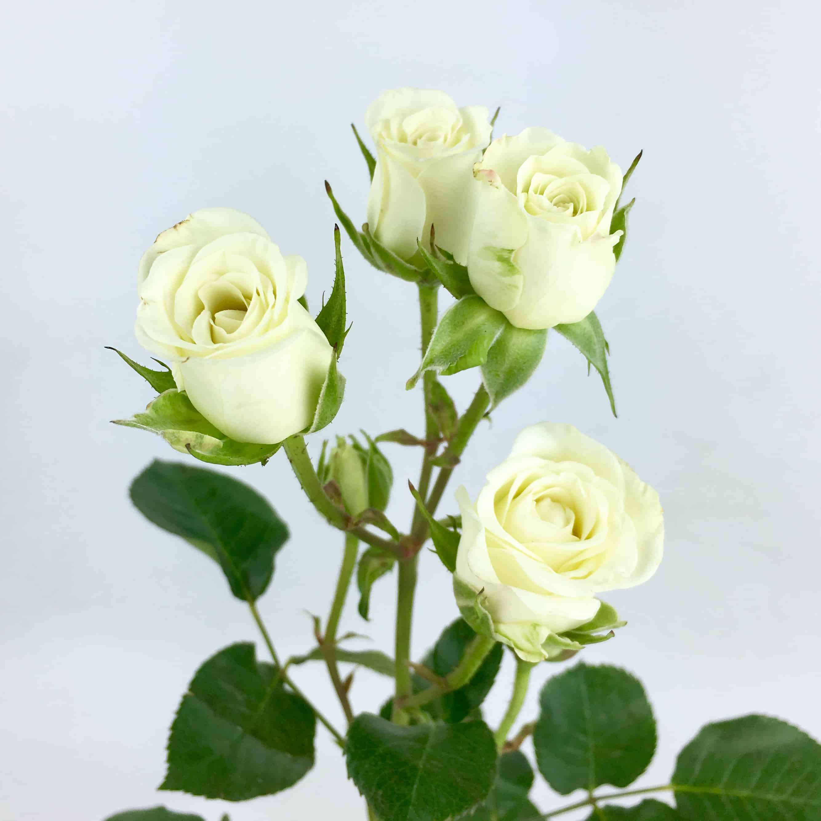 2 buds-colourful Aromatic bright yellow Rose buds , single stalk