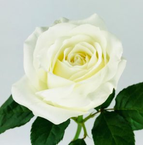 TIBET ROSE - 50CM - Wholesale Bulk Flowers - Cascade Floral