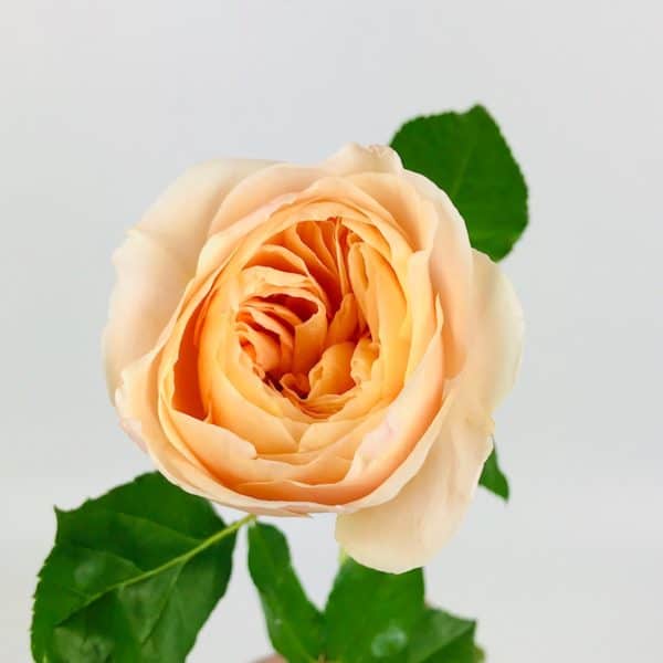 Juliet Rose™ set of 12 - 2.5 inches