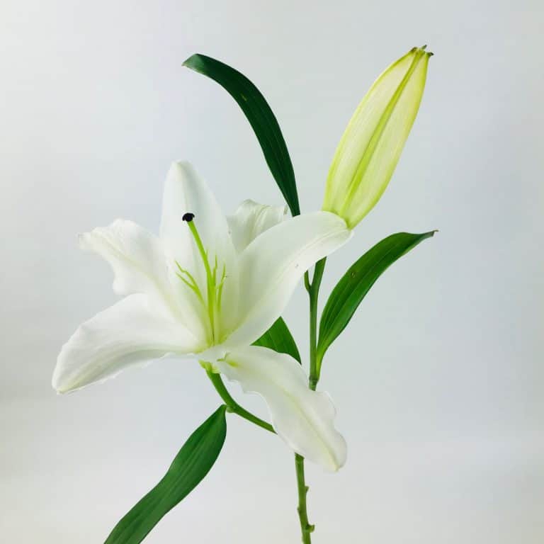 LILY ORIENTAL WHITE 2 BLOOM - Wholesale Bulk Flowers - Cascade Floral