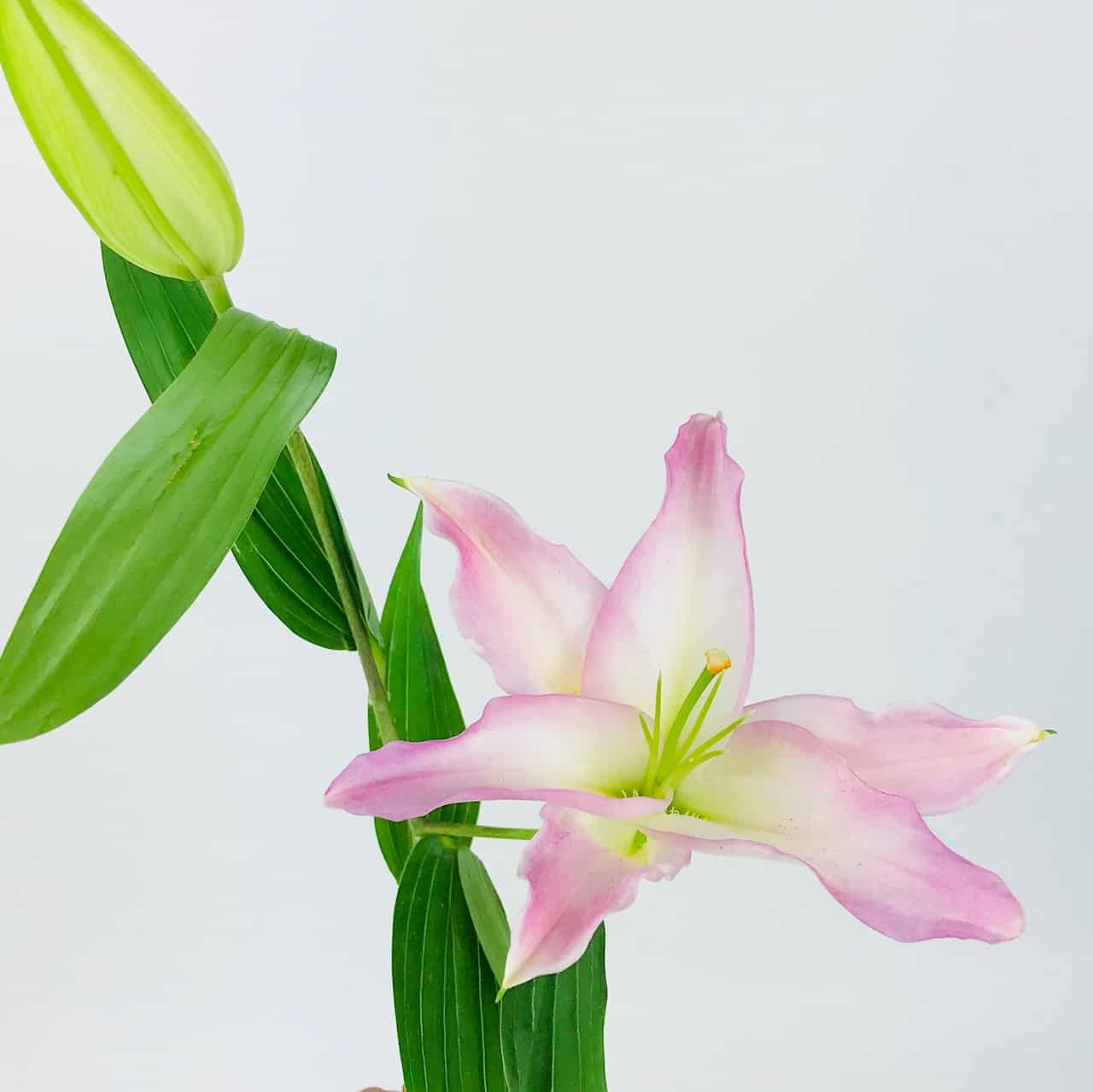 LILY ORIENTAL - PINK - Wholesale Bulk Flowers - Cascade Floral