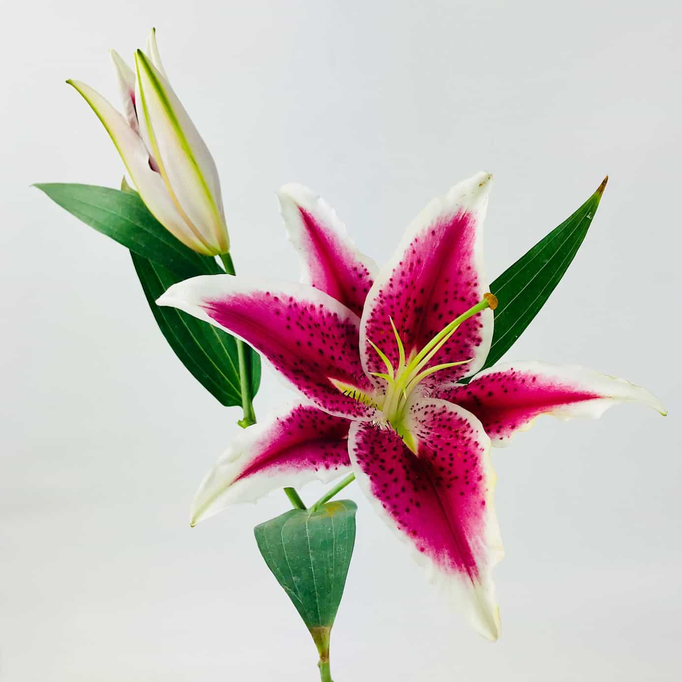 Know Why Lily Flowers are So Special | Speciality of Lily Flowers  [site:name]