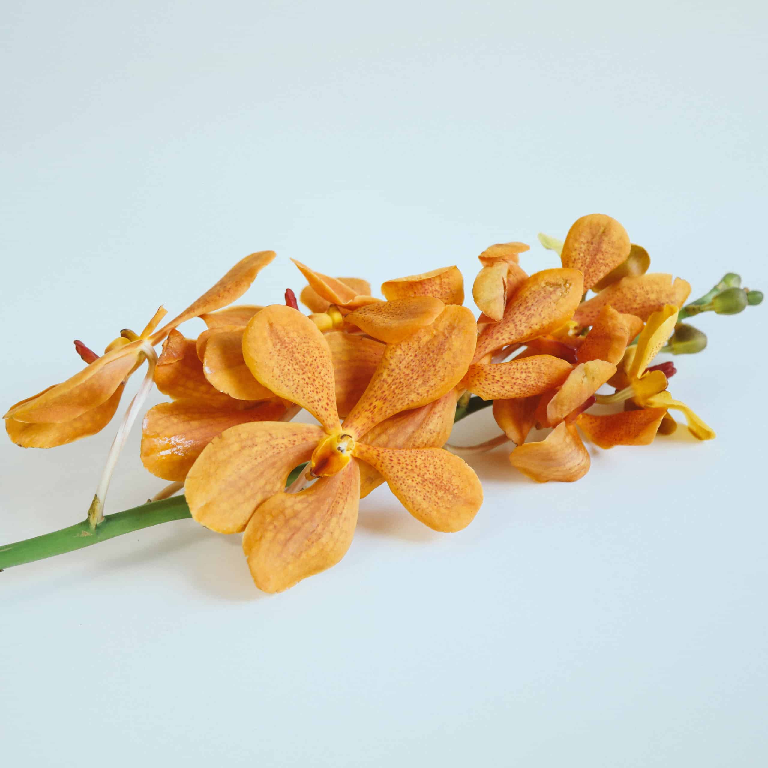MOKARA ORCHIDS - ORANGE - Wholesale Bulk Flowers - Cascade Floral