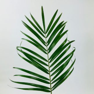 Variegated Tropical Leaf Aspidistra Ribbon (BTY)