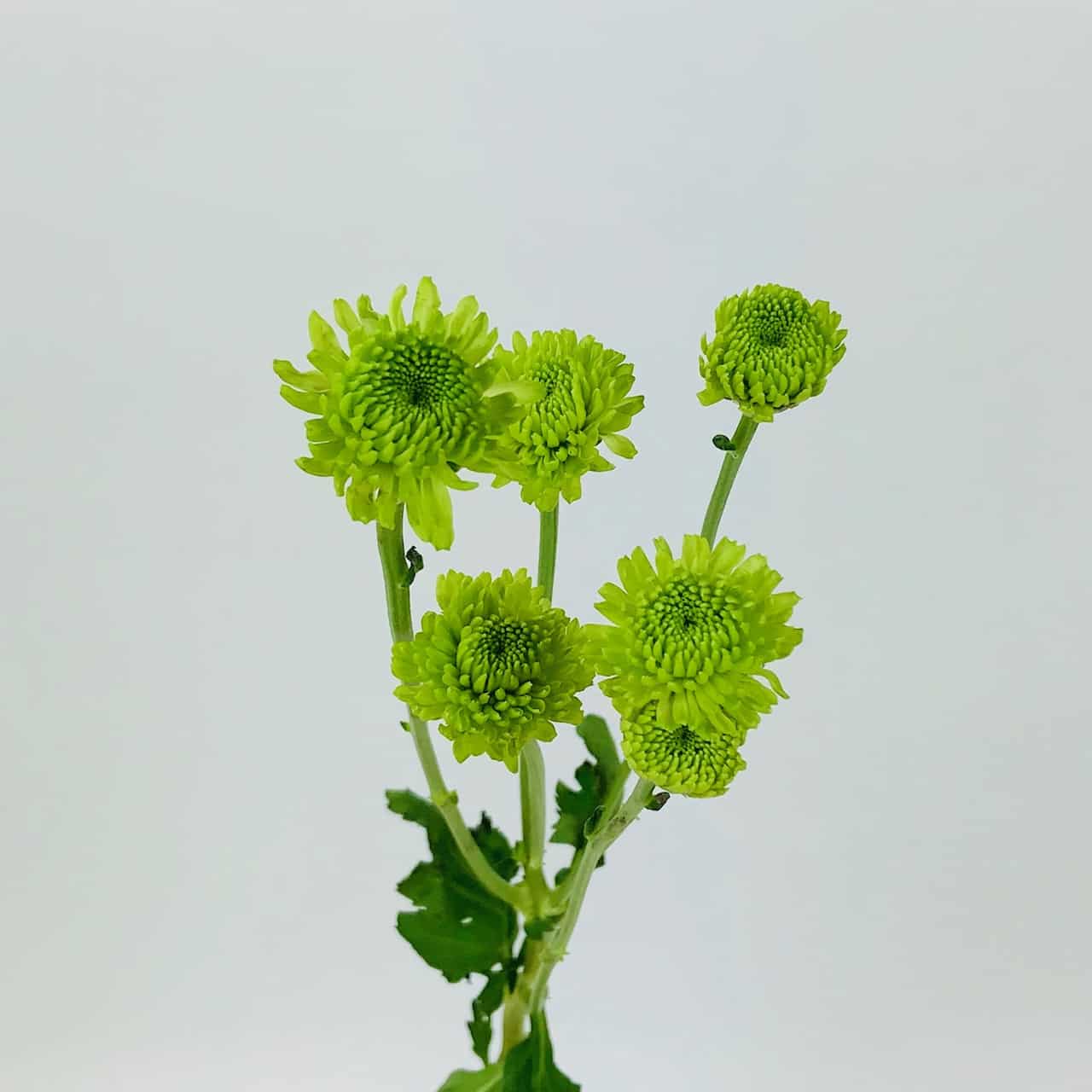Pom Green Buttons - Potomac Floral Wholesale