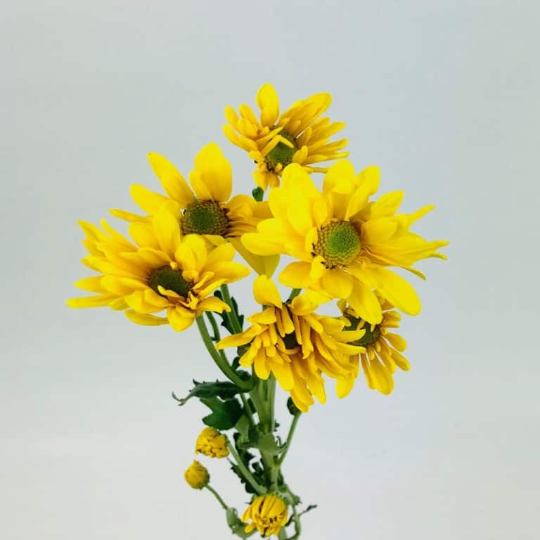 Sunflower - Large 5 Stem - Wholesale Bulk Flowers - Cascade Floral