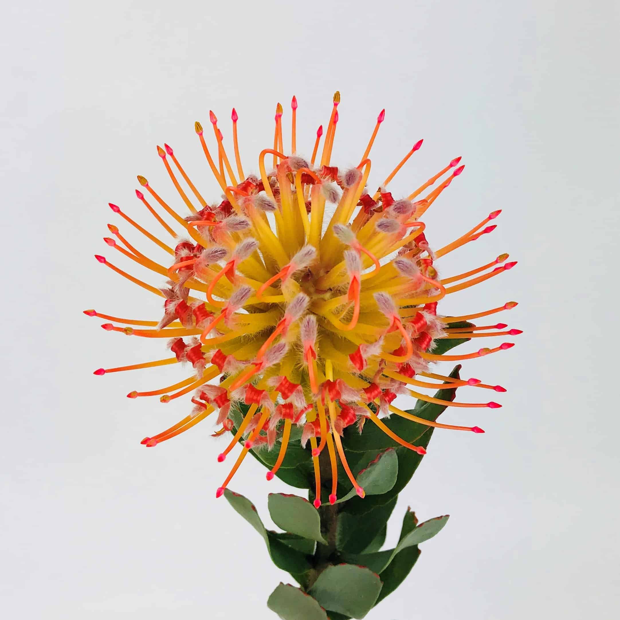 Protea Pincushion Flowers — Fancy Casual