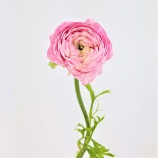 Light Pink Spray Rose 100 stems buy bulk flowers- JR Roses