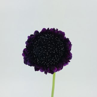 Cotton Candy Scoop Scabiosa - Florabundance Wholesale Flowers