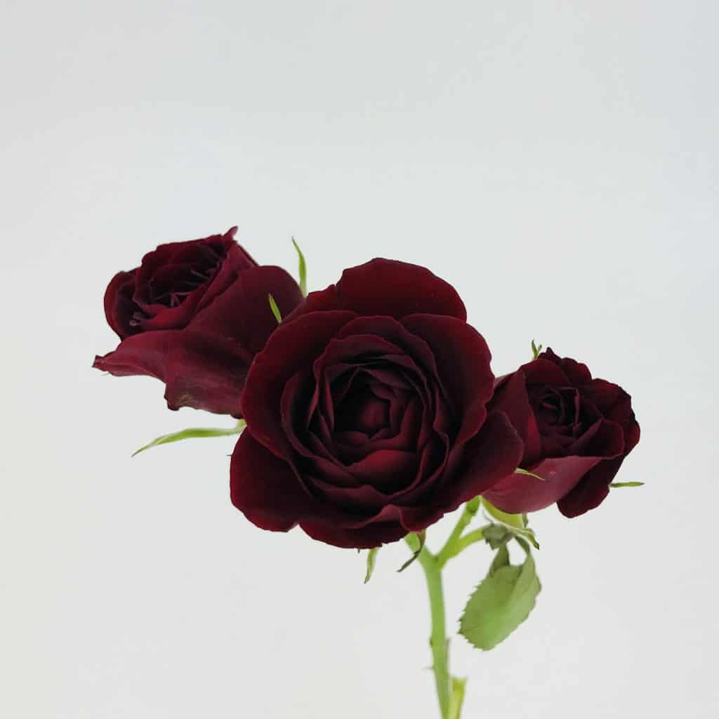 Spray Rose Burgundy Wholesale Bulk Flowers Cascade Floral