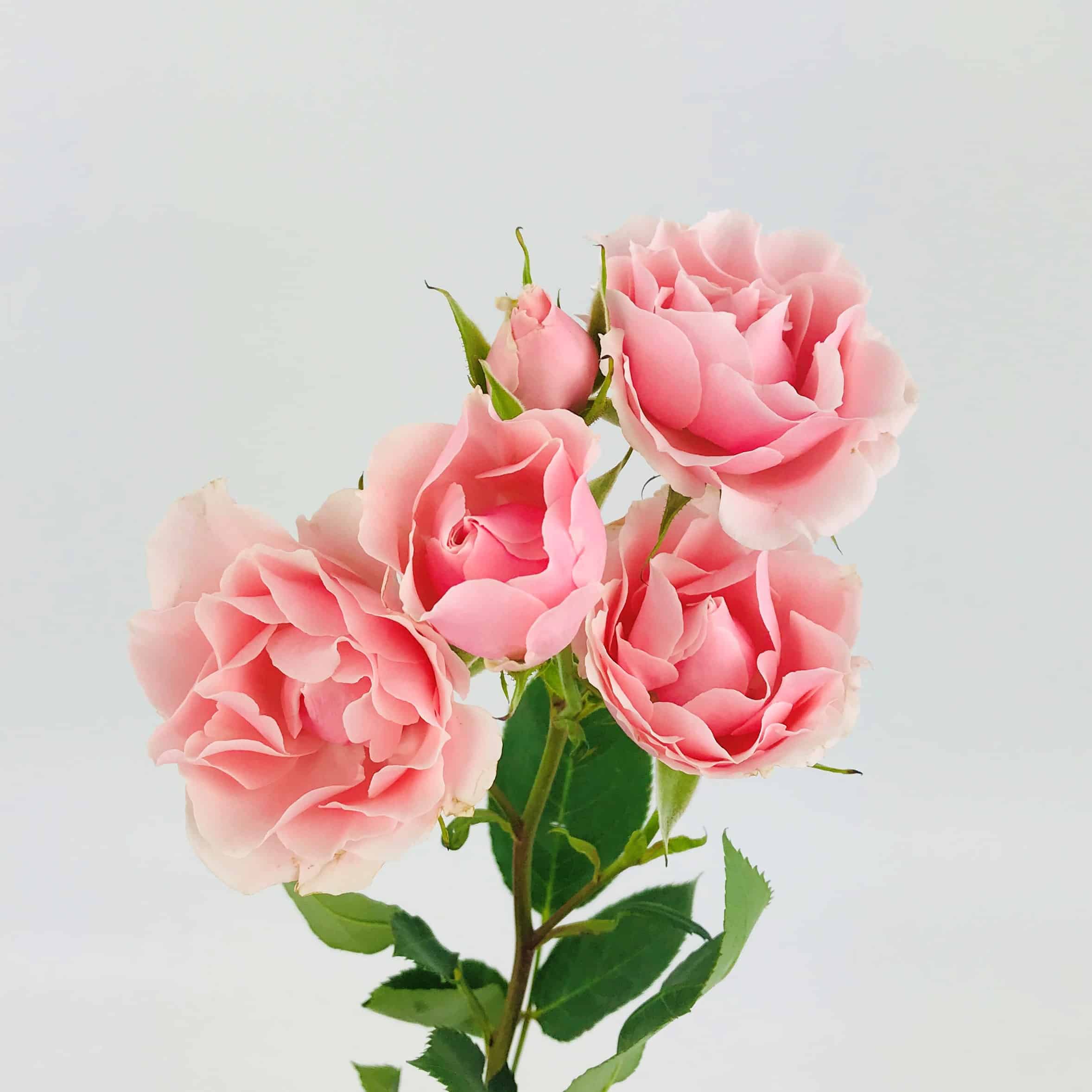 Light Pink Spray Roses