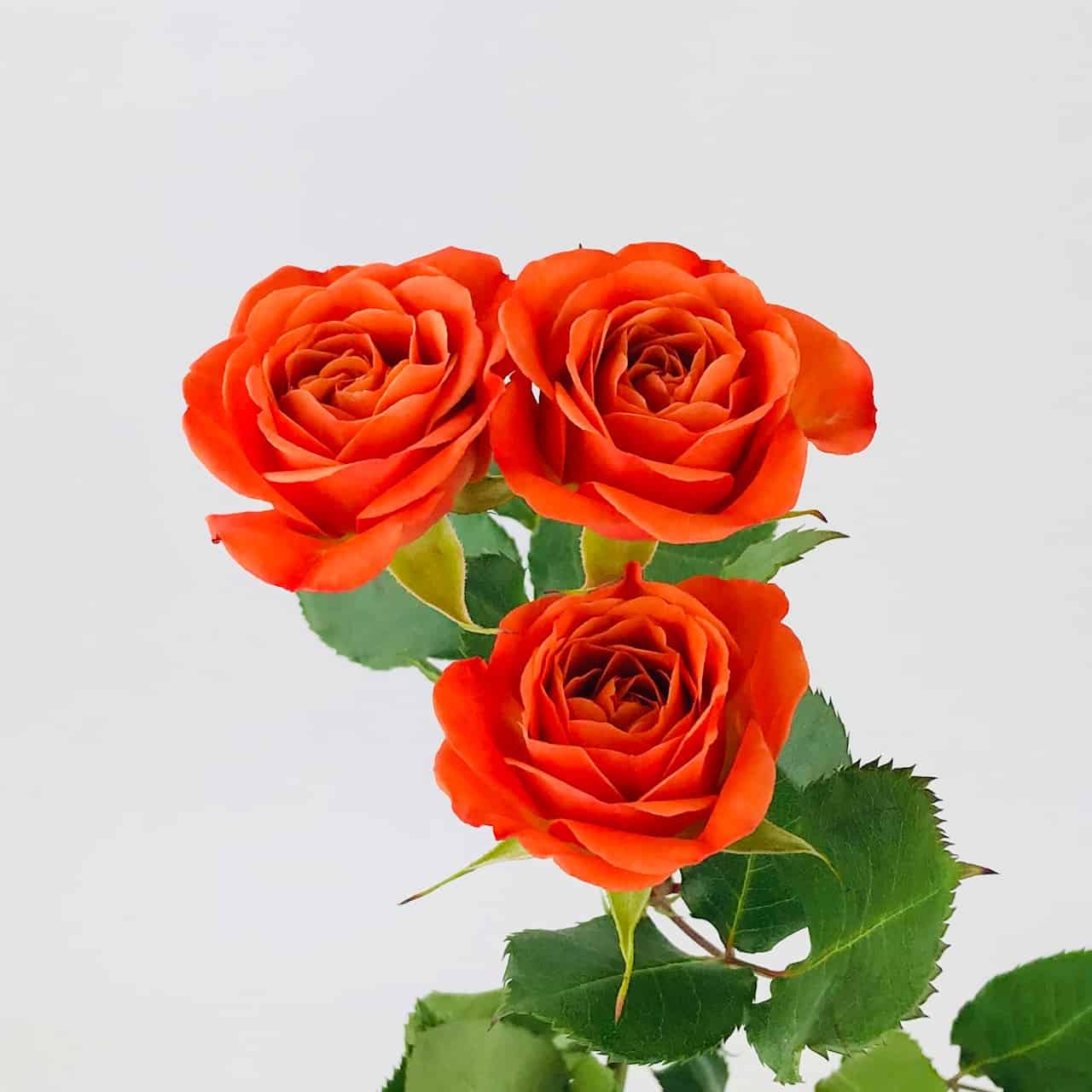 red orange roses