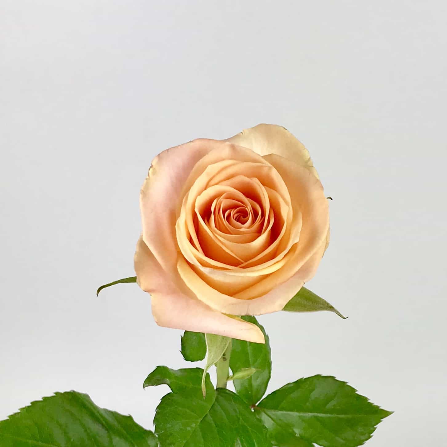 tiffany roses