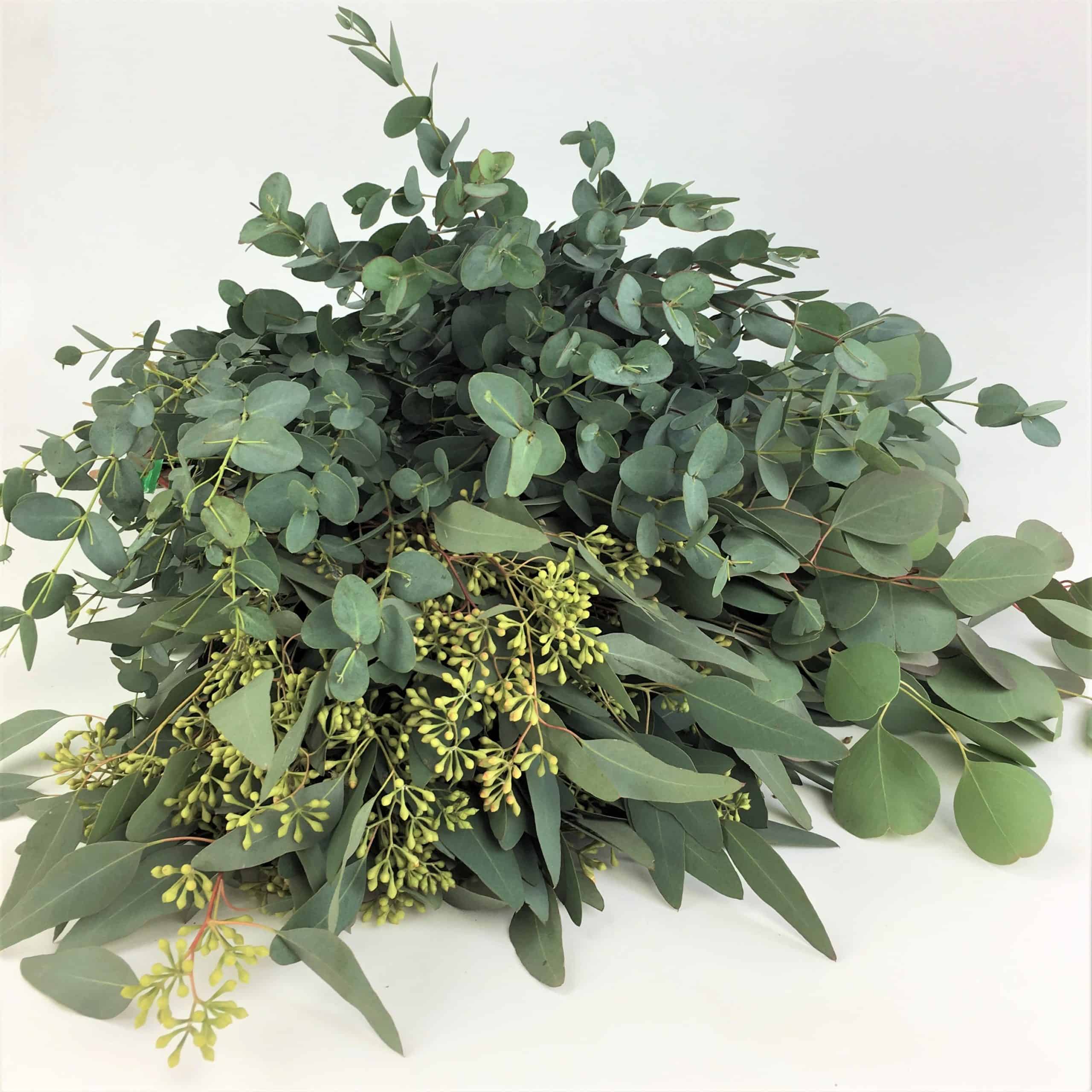 Eucalyptus - Spiral - Wholesale Bulk Eucalyptus Delivery - Cascade Floral