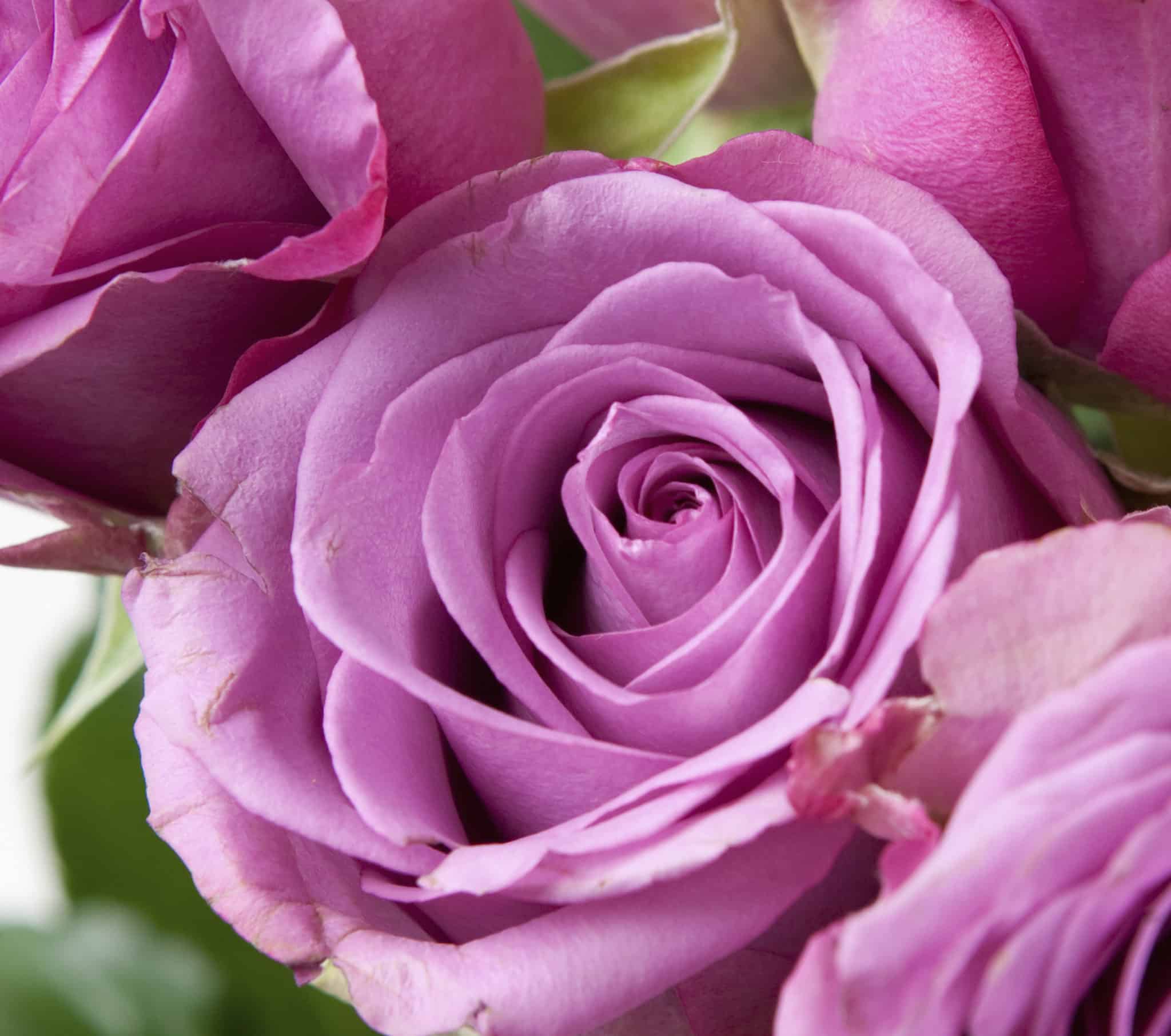 Popular Types of Roses Used by Florists - Cascade Floral Wholesale