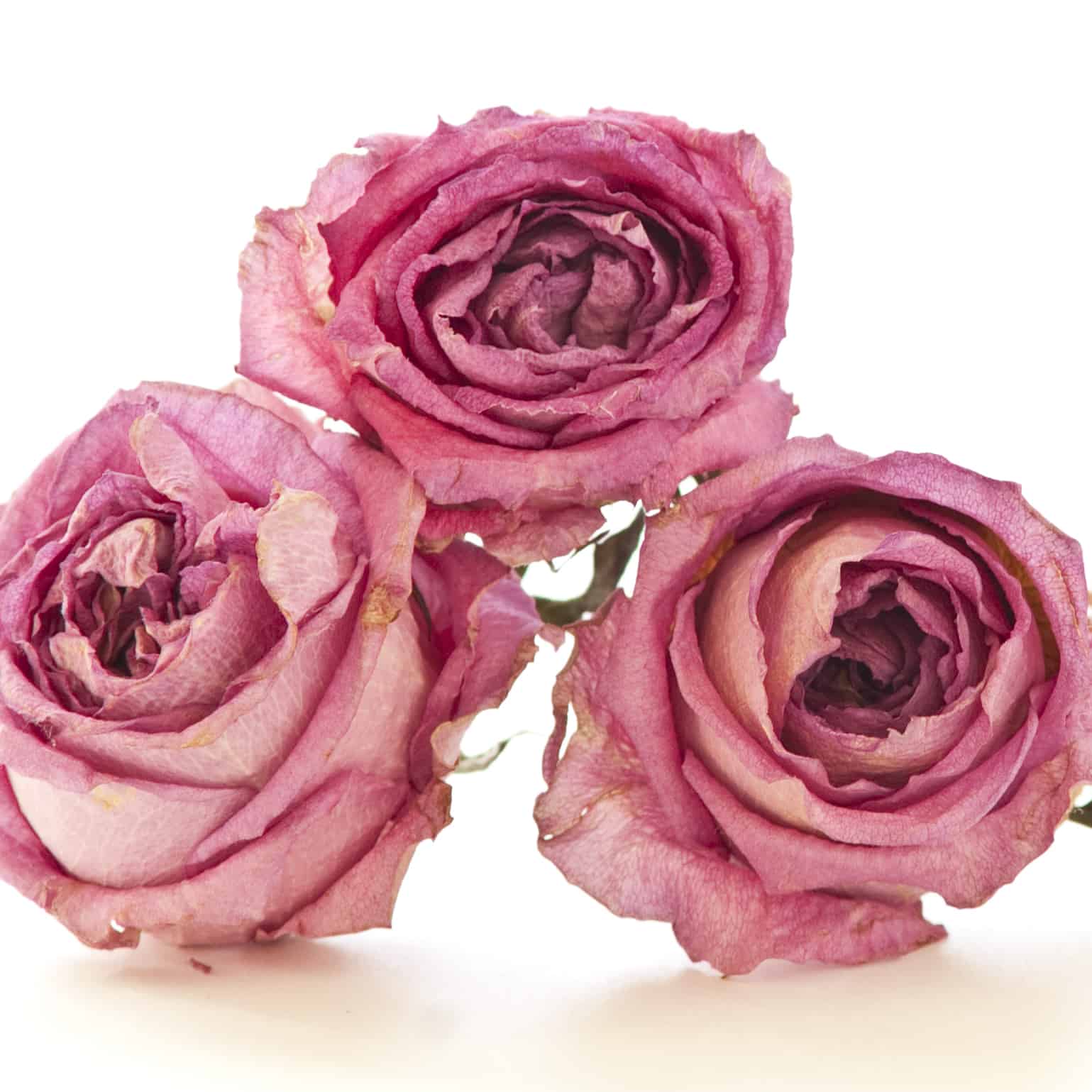Know the Rose, Naturally Dried Flowers