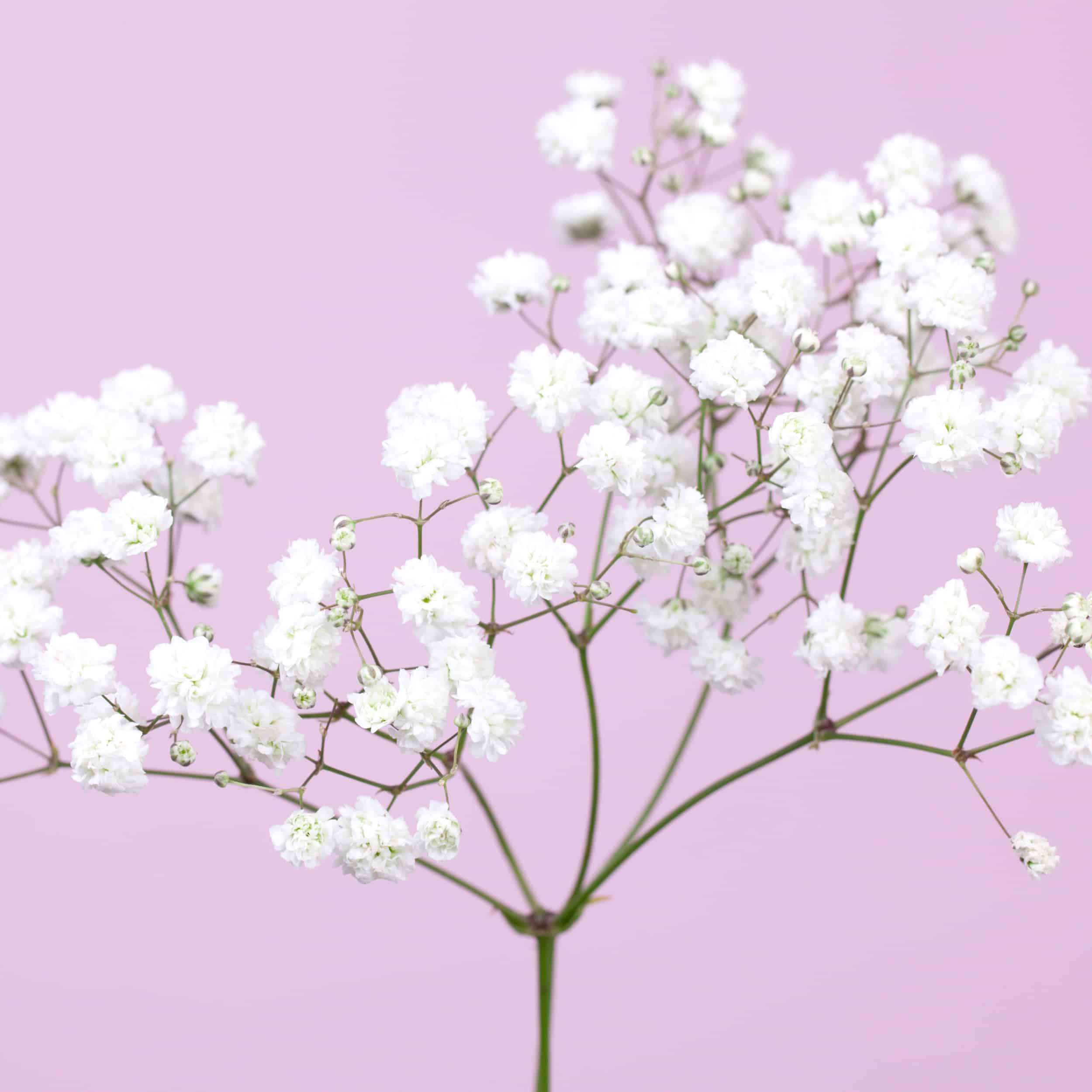 The Meaning of Baby's Breath Flowers • The Breath of Innocence