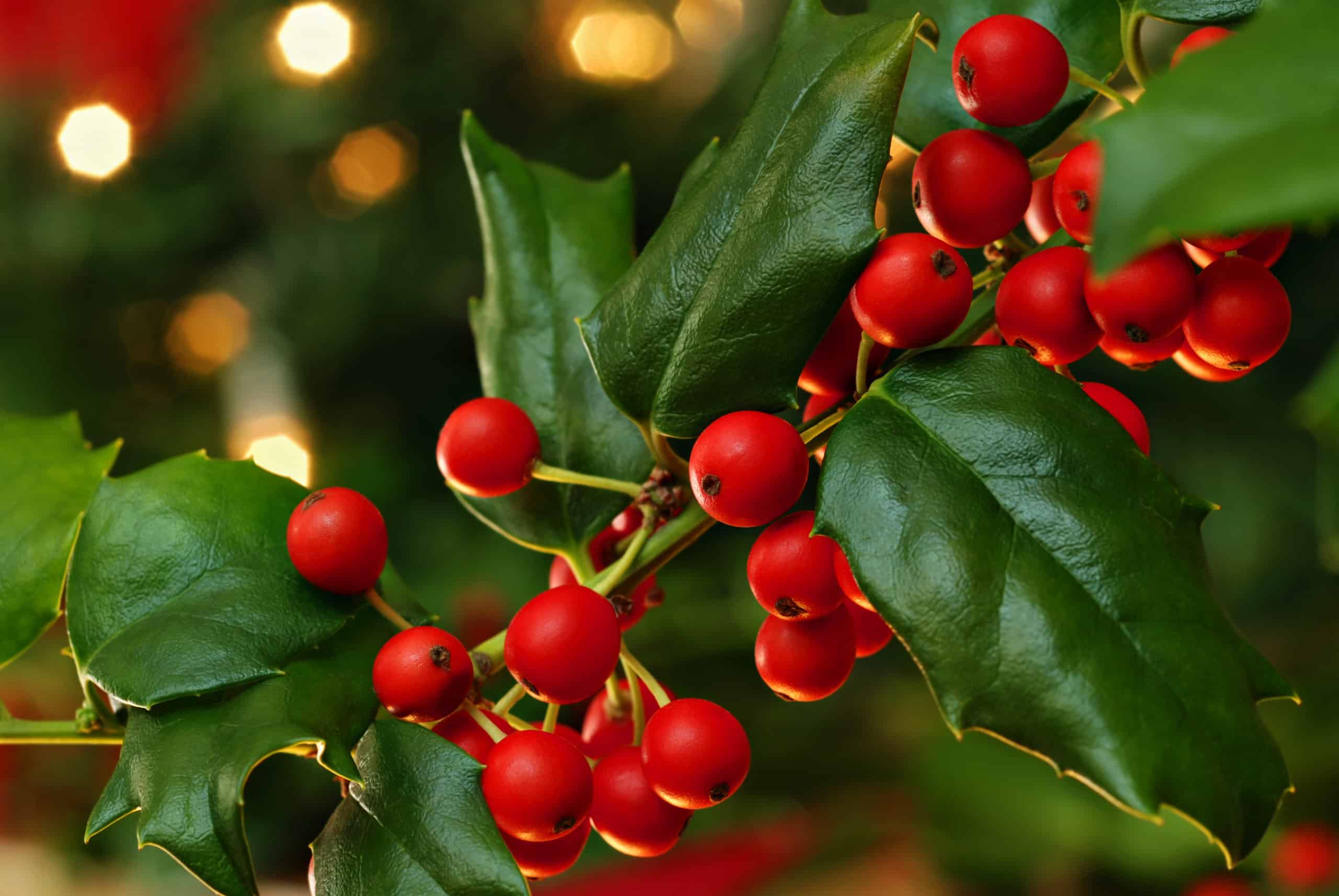Wholesale artificial holly berries To Decorate Your Environment