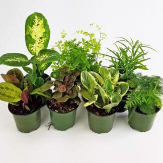 ASSORTED TROPICAL GREEN PLANTS- 4