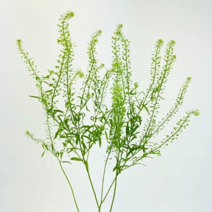 Lepidium - Green Dragon - Wholesale Bulk Flowers - Cascade Floral